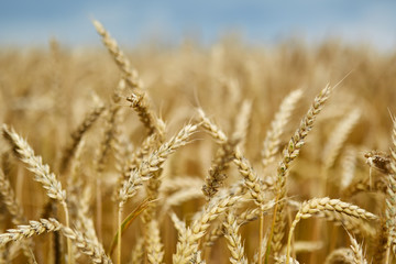 Fototapeta premium Ripe wheat closeup