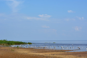 Fototapeta na wymiar A lake with seagulls on the water and a blue cloudy sky and a sandy beach with seashells in the foreground. Summer landscape with a lake.Lake Ilmen Novgorod region
