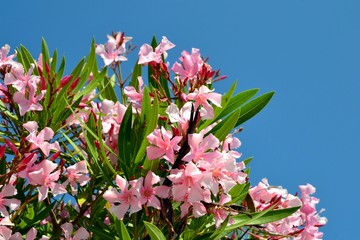 Oleander flower (Nerium oleander) blossoming on the tree. Beautiful, colorful floral background....
