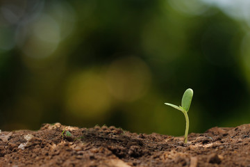 Agriculture. Growing plants. Plant seedling