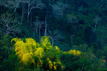 Illuminated tree in tropical rainforest in Laos, South East Asia. Scenic cliffs and rock pinnacles, lush green jungle, uncontaminated environment, tourism travel destination.