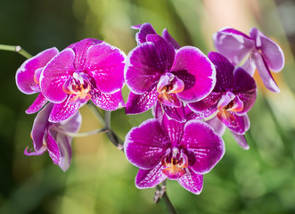 Obraz na płótnie Canvas Phalaenopsis. Elegant pink & white orchid