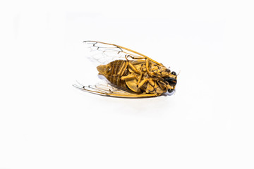 Dead insect poisoned cicada fly spraying process chemicals disinfection for design