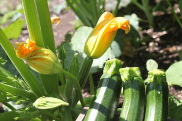 Reife Zucchini und Zucchiniblüten