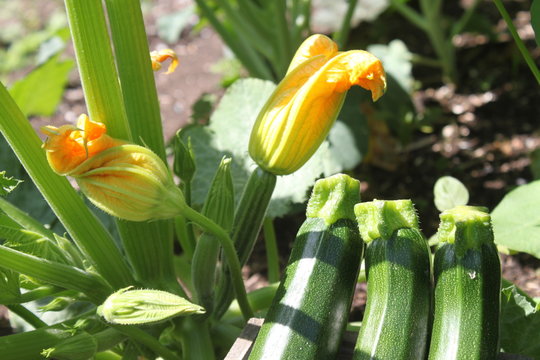 Reife Zucchini und Zucchinibl&uuml;ten