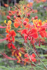 red flowers in garden