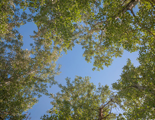 Silver poplar