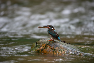 Blue-banded Kingfisher