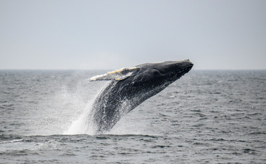 Fototapeta premium Big Breach - Cape Cod Bay 2019