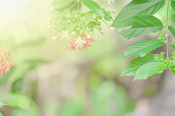 Colorful white-red flower with green leaf in park