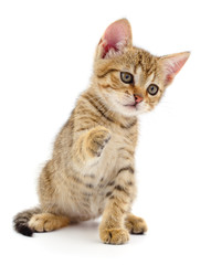 Kitten on white background.