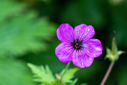 Dark purple-violet Geranium psilostemon flower as a background