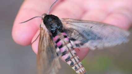 Hawk Moth. On the mouth of a man