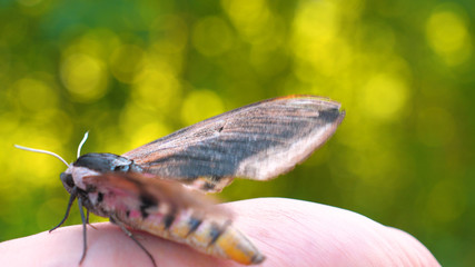 On a sunny day in the forest in nature, a butterfly (hawk moth) sits on a human hand and prepares to take off, then the butterfly flies away beautifully. Concept of: Nature, Environment, Rare species.