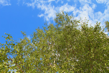 Obraz premium Young birch and blue sky. Close-up. Background. landscape.