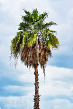 Tree palm on blue sky