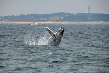 Naklejka premium Breach off Provincetown - 2019