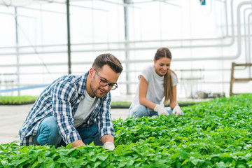 Young people working in modern vegetable cultivation greenhouse.
