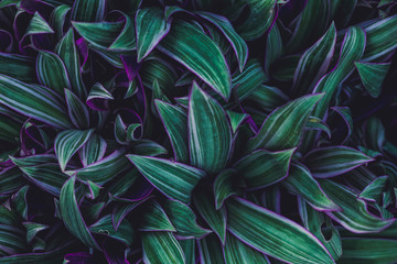 Macro Photography. Colorful flowers in bloom