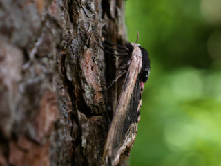 Pine hawk-moth mimicry on a tree. Sphinx pinastri - known as the pine hawk-moth - trying to hide on the crust of a tree