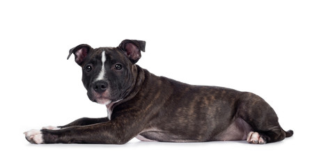 Naklejka premium Sweet brindle English Staffordshire Terrier pup, laying down side ways. Looking at camera with mouth closed. Isolated on white background.