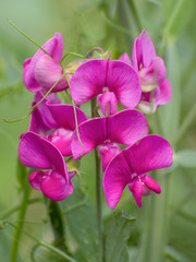 Pink-purple flowers of peas tuberous Latnorus tuberosus L. close-up on a blurred green background. A medicinal plant.