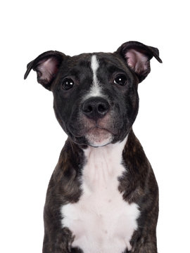 Head shot of sweet brindle English Staffordshire Terrier pup, sitting up facing front. Looking at camera with closed mouth. Isolated on white background.