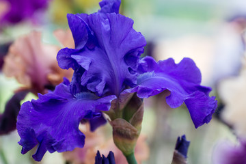 Closeup of flower bearded dainty blue iris. Macro photo.
