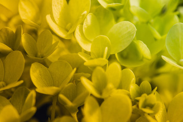 Macro Photography. Colorful flowers in bloom