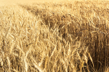 Yellow field of rye in the rays of the setting sun. Dry spikelets are full of grain