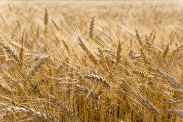 Yellow field of rye in the rays of the setting sun. Dry spikelets are full of grain. Macro shot of spikelets