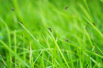 Many mosquitoes in green grass field