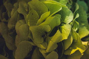 Macro Photography. Colorful flowers in bloom