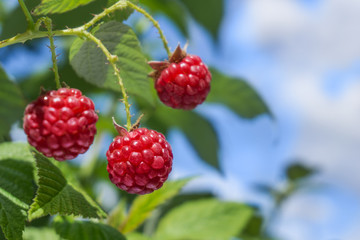Three red, ripe, juicy raspberries on a branch against the blue sky