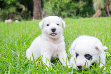 Thai bangkaew dog 2 cute white puppies playing in the park and look at camera sitting in grass.