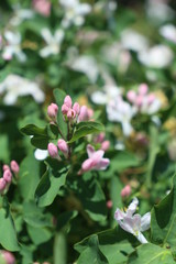 pink flowers in garden