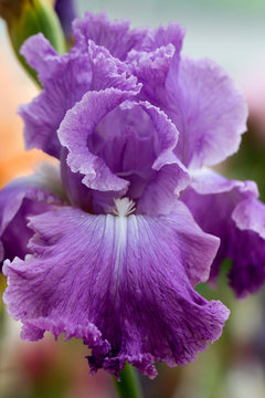 Closeup of flower bearded dainty purple violet iris. Macro photo.