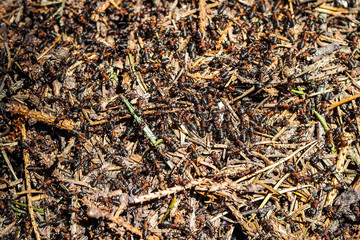 Red wood ants (Formica rufa L.) in a anthill