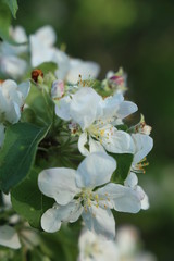 blooming apple tree in spring