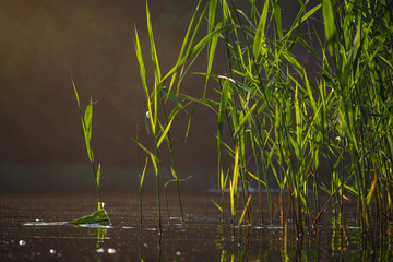 A lake and reeds in a beautiful sunset, picture taken from the water