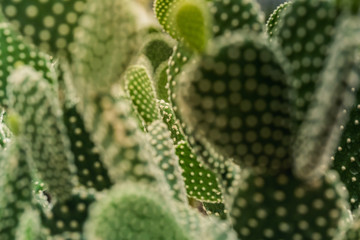 Macro Photography. Colorful flowers in bloom