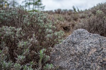 Fototapeta premium stone and plants that grows near it