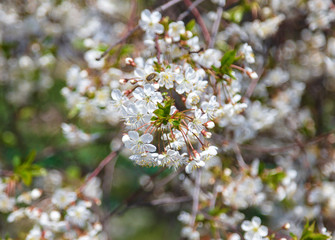 Flowers on a fruit tree in the park
