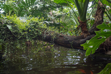 exotic environment