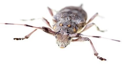 Beetle with a long mustache on a white background