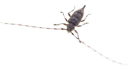 Beetle with a long mustache on a white background