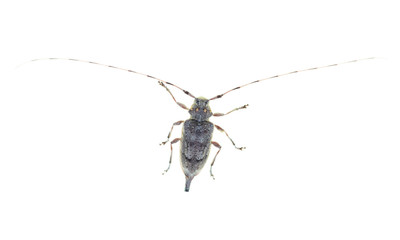 Beetle with a long mustache on a white background