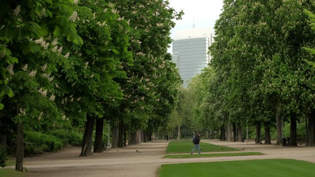 Man walks across an avenue of spring trees in Parc de Brussels 
