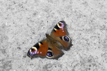 A macro shot of a colorful butterfly called the European Peacock on gray asphalt