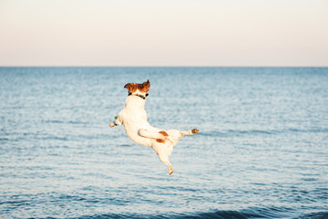 Nimble dog jumps high to catch flying disc at beach © alexei_tm